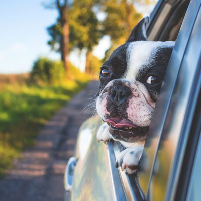 Summer Travel with the Dog – Anxiety and Carsickness