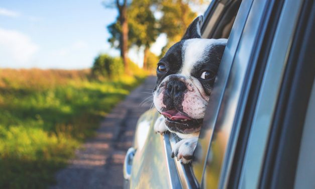 Summer Travel with the Dog – Anxiety and Carsickness
