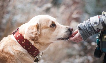 Puppy Talk – Taking Your Dog to Work