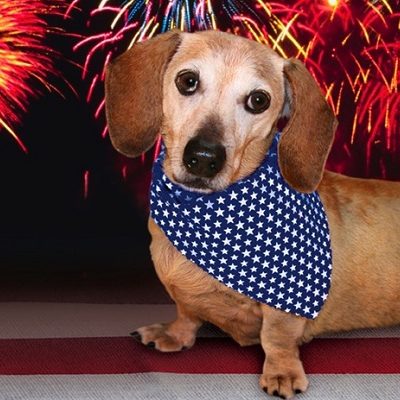 Fourth of July Safety for Dogs