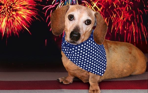 Fourth of July Safety for Dogs