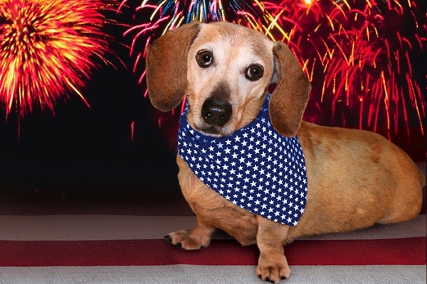 Fourth of July Safety for Dogs
