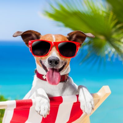 Caring for Your Dog During the Dog Days of Summer