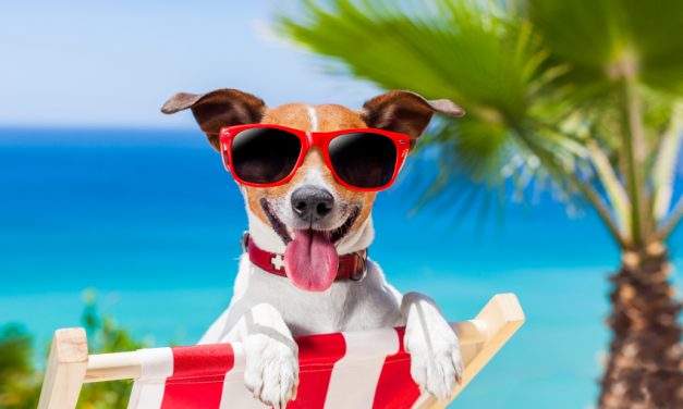 Caring for Your Dog During the Dog Days of Summer
