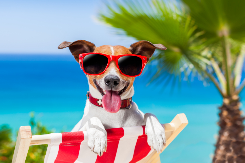 Caring for Your Dog During the Dog Days of Summer