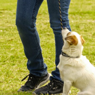 Puppy Talk: Teaching a Dog Good Habits