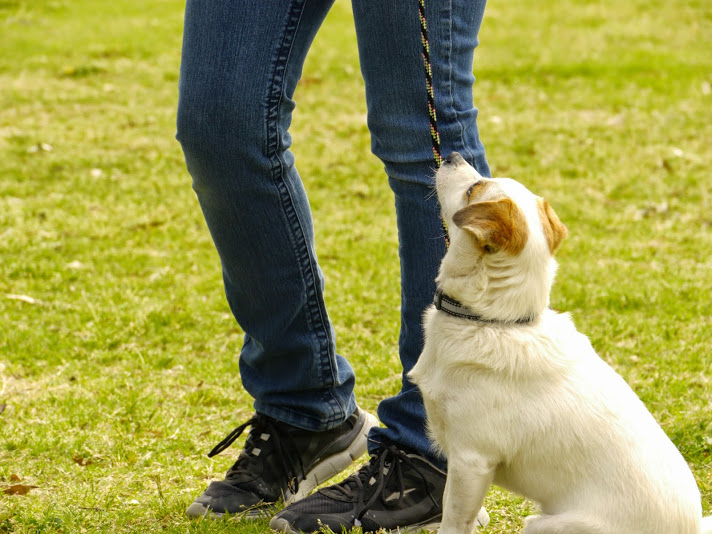 Puppy Talk: Teaching a Dog Good Habits