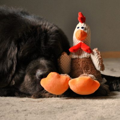 Puppy Talk…Your Dog and Thanksgiving