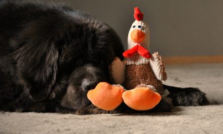 Puppy Talk…Your Dog and Thanksgiving