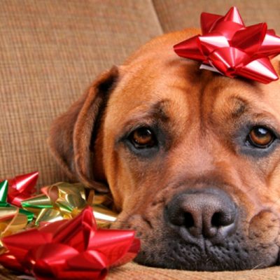 Puppy Talk…Keeping Your Pet Safe For the Holiday