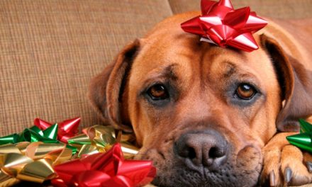 Puppy Talk…Keeping Your Pet Safe For the Holiday