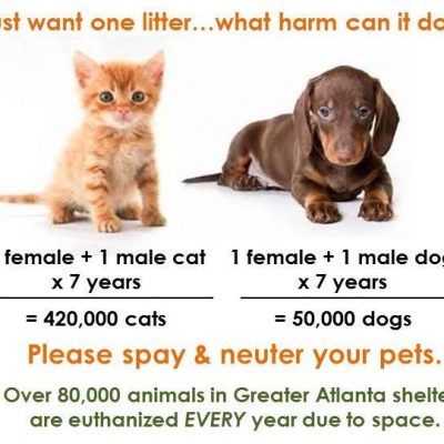 February is National Spay/Neuter Awareness month