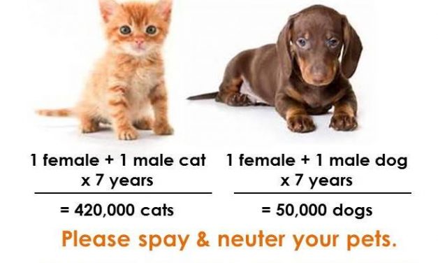 February is National Spay/Neuter Awareness month